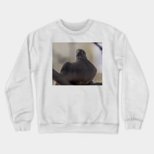 816 Dove Crewneck Sweatshirt